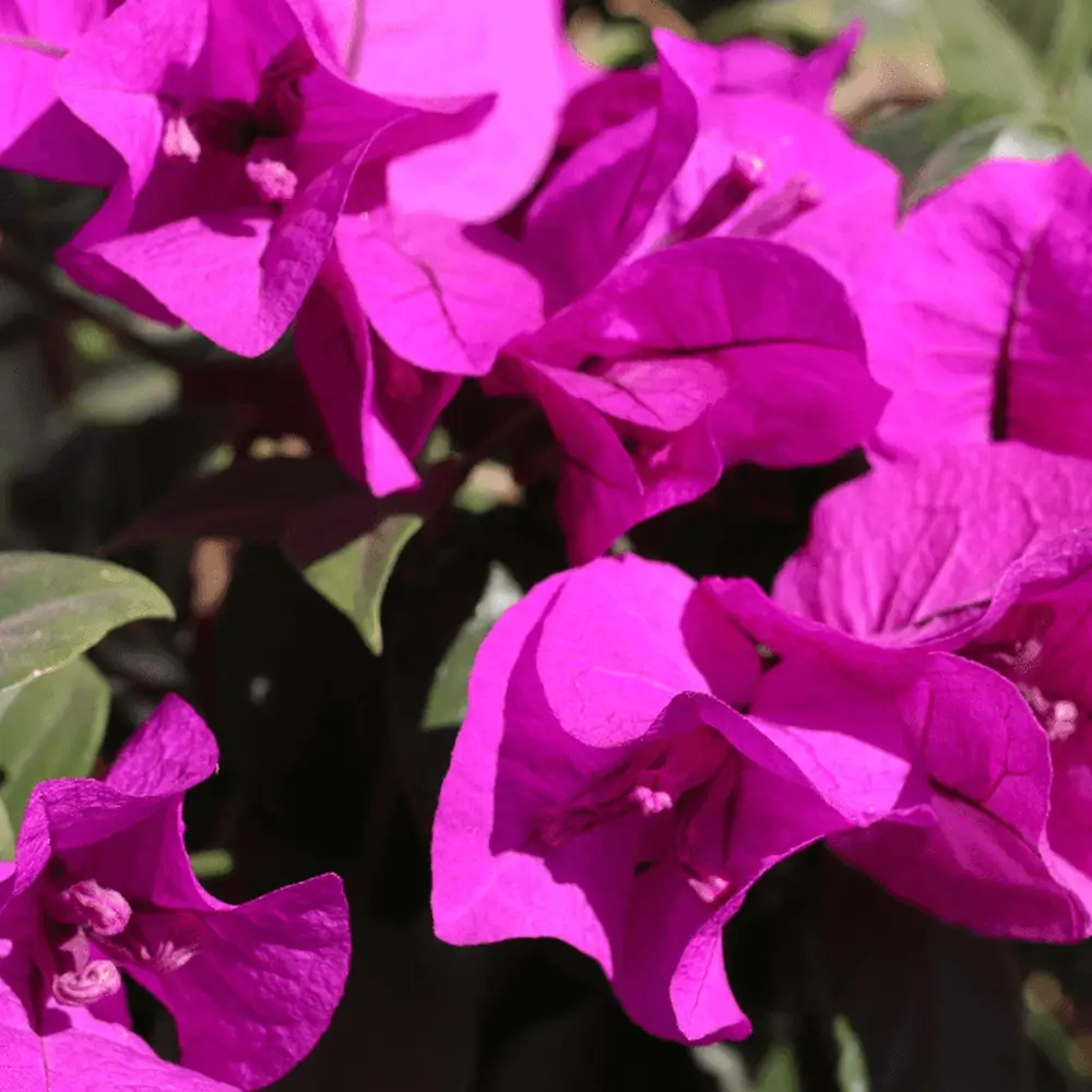 GreenSpot Nursery Online